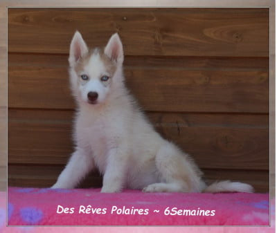 Les chiots de Siberian Husky