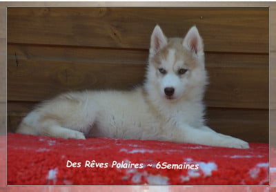 Les chiots de Siberian Husky