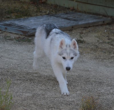 Les chiots de Siberian Husky