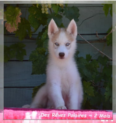 Les chiots de Siberian Husky