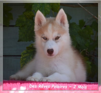 Les chiots de Siberian Husky