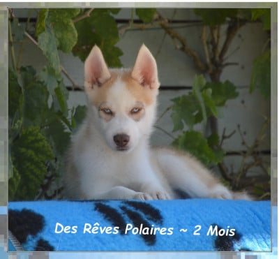 Les chiots de Siberian Husky
