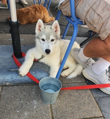 Les chiots de Siberian Husky