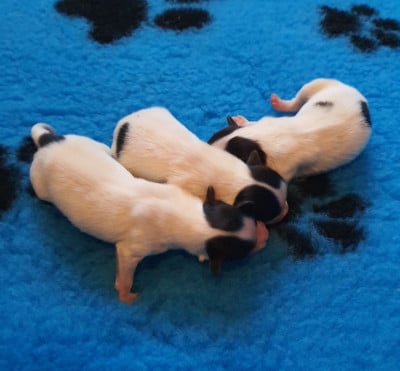 Les chiots de Epagneul nain Continental (Papillon)