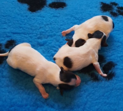 Les chiots de Epagneul nain Continental (Papillon)