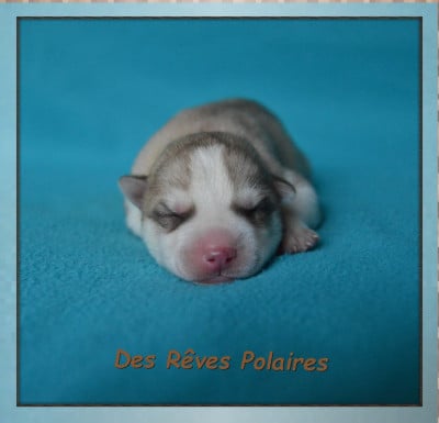 CHIOT 5 - Siberian Husky