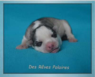 CHIOT 6 - Siberian Husky