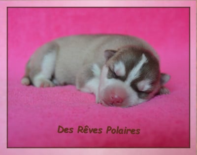 CHIOT 1 - Siberian Husky