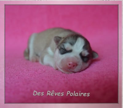 CHIOT 2 - Siberian Husky