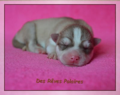 CHIOT 4 - Siberian Husky