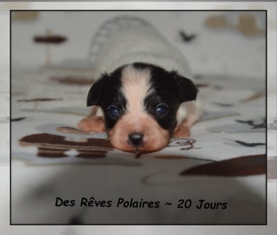 Les chiots de Epagneul nain Continental (Papillon)