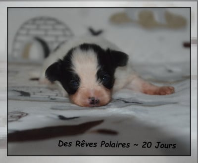 Les chiots de Epagneul nain Continental (Papillon)