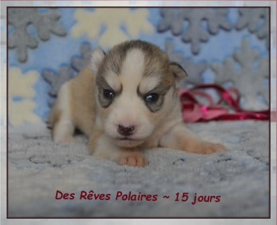 Les chiots de Siberian Husky