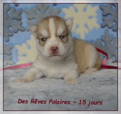 Les chiots de Siberian Husky