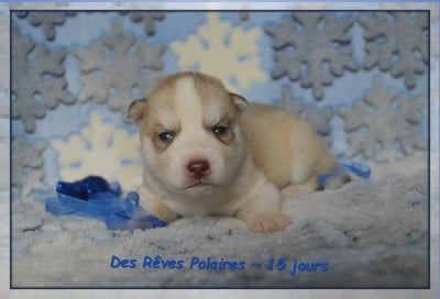 Les chiots de Siberian Husky