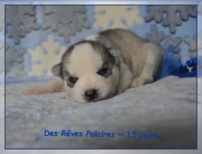 Les chiots de Siberian Husky