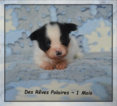 Les chiots de Epagneul nain Continental (Papillon)