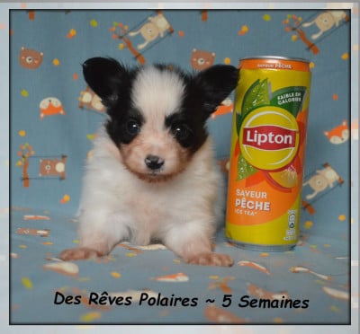 Les chiots de Epagneul nain Continental (Papillon)