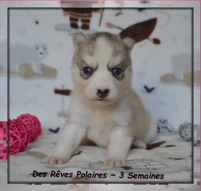 Les chiots de Siberian Husky