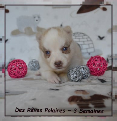 Les chiots de Siberian Husky