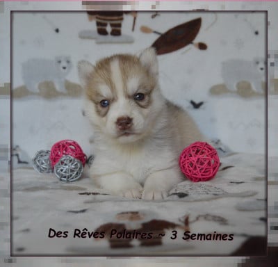 Les chiots de Siberian Husky