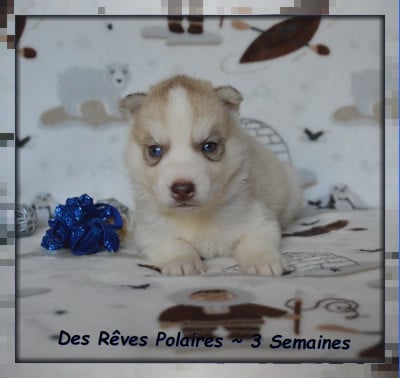 Les chiots de Siberian Husky