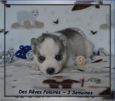 Les chiots de Siberian Husky