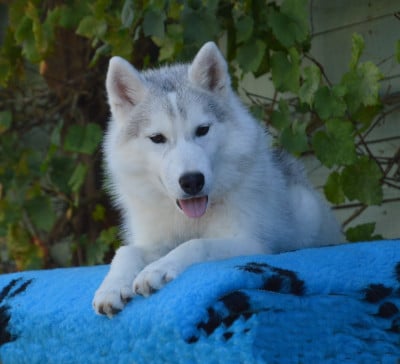 Les chiots de Siberian Husky