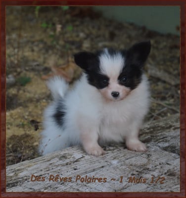 Les chiots de Epagneul nain Continental (Papillon)