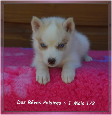 Les chiots de Siberian Husky