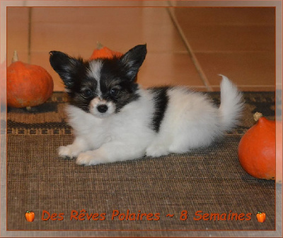Les chiots de Epagneul nain Continental (Papillon)