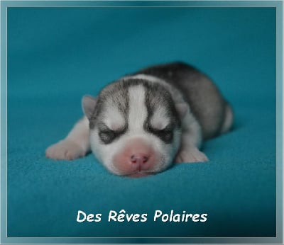 Les chiots de Siberian Husky