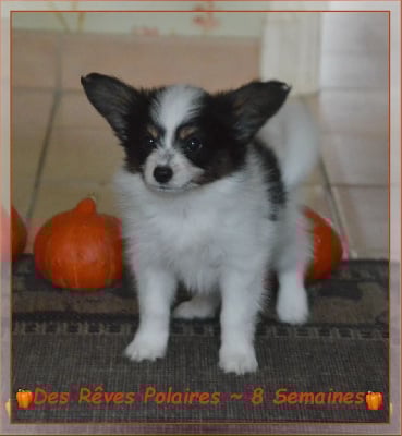 Les chiots de Epagneul nain Continental (Papillon)