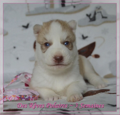 Les chiots de Siberian Husky