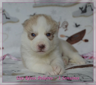 Les chiots de Siberian Husky