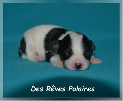 Les chiots de Epagneul nain Continental (Papillon)