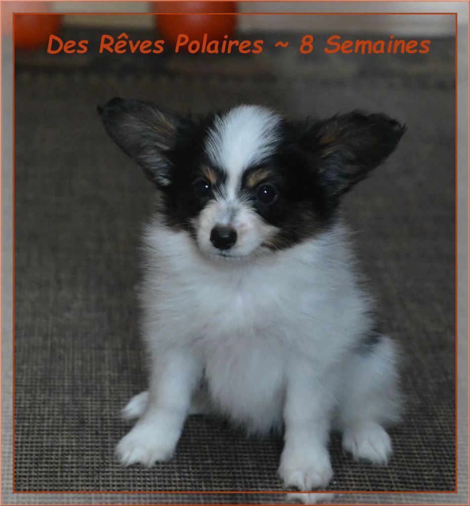 Artic des Rêves Polaires