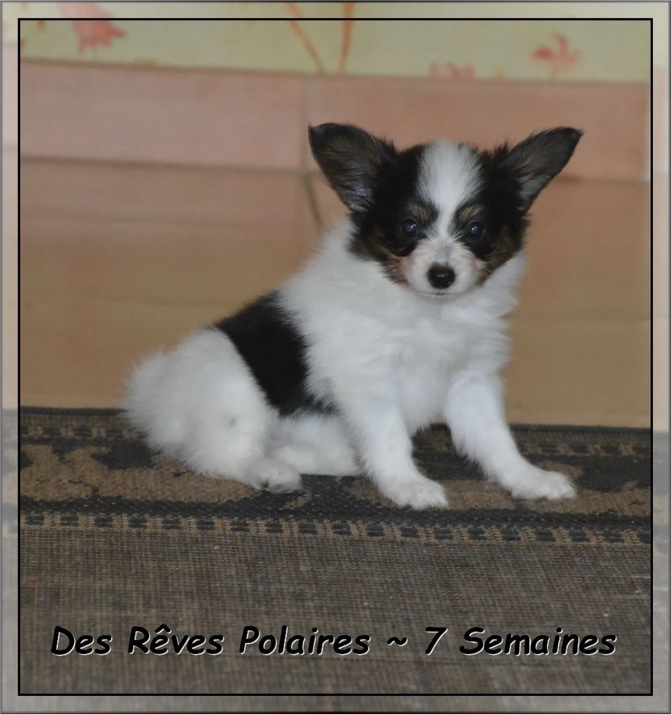 Artic des Rêves Polaires