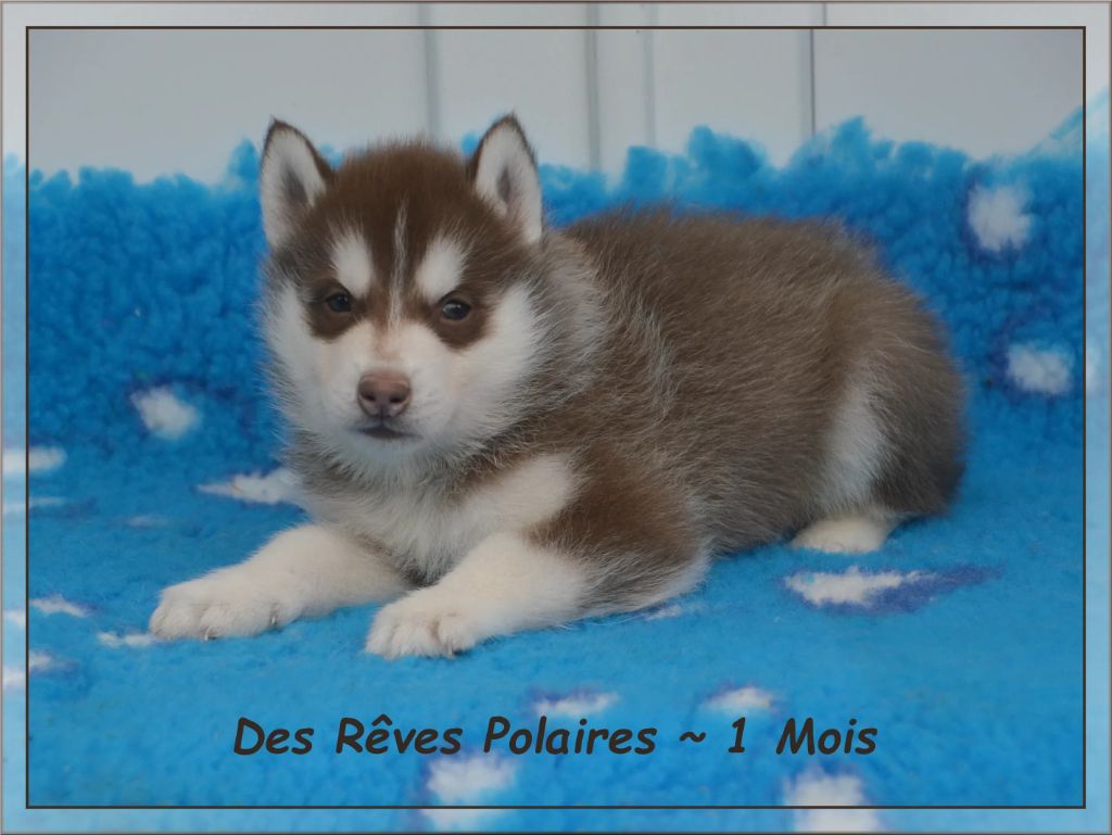 Aslo des Rêves Polaires