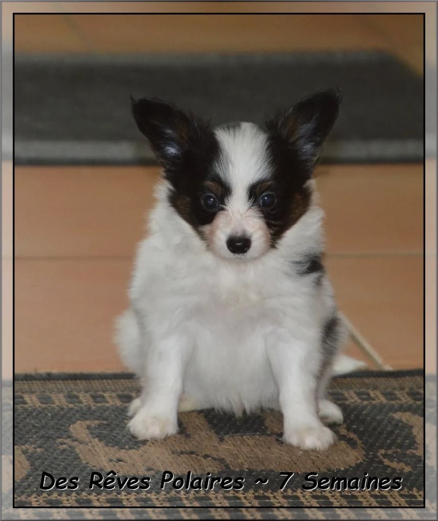 Artic des Rêves Polaires