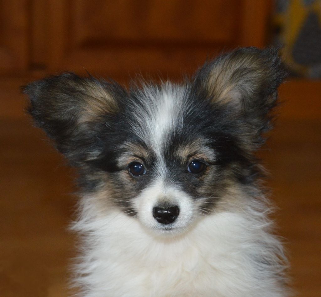 Amalou des Rêves Polaires