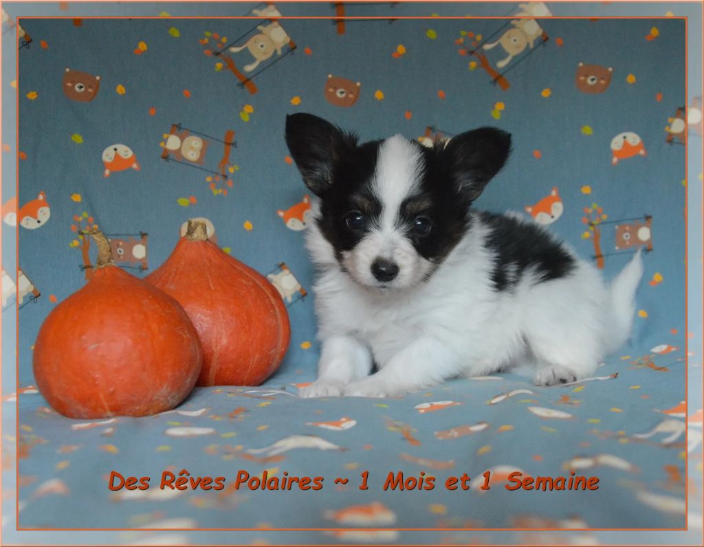 Artic des Rêves Polaires