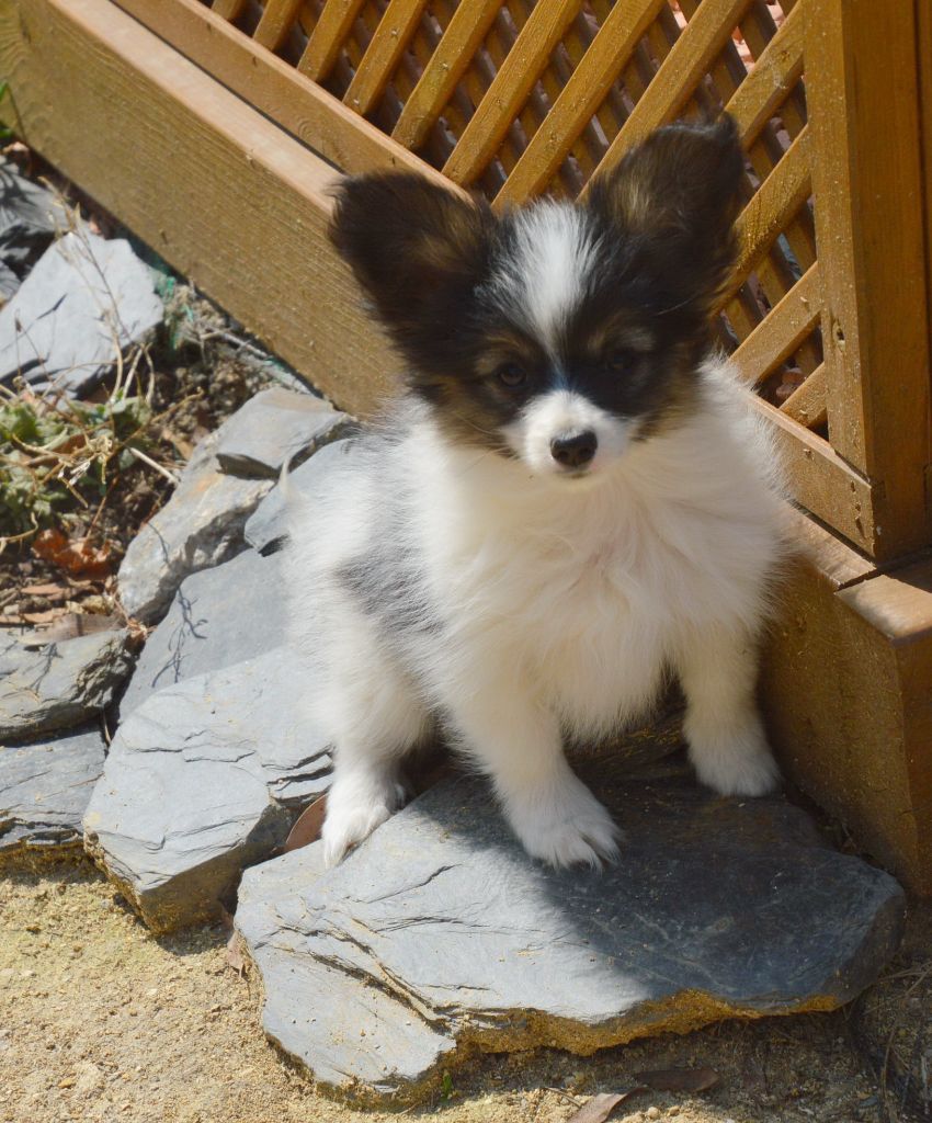 Amalou des Rêves Polaires