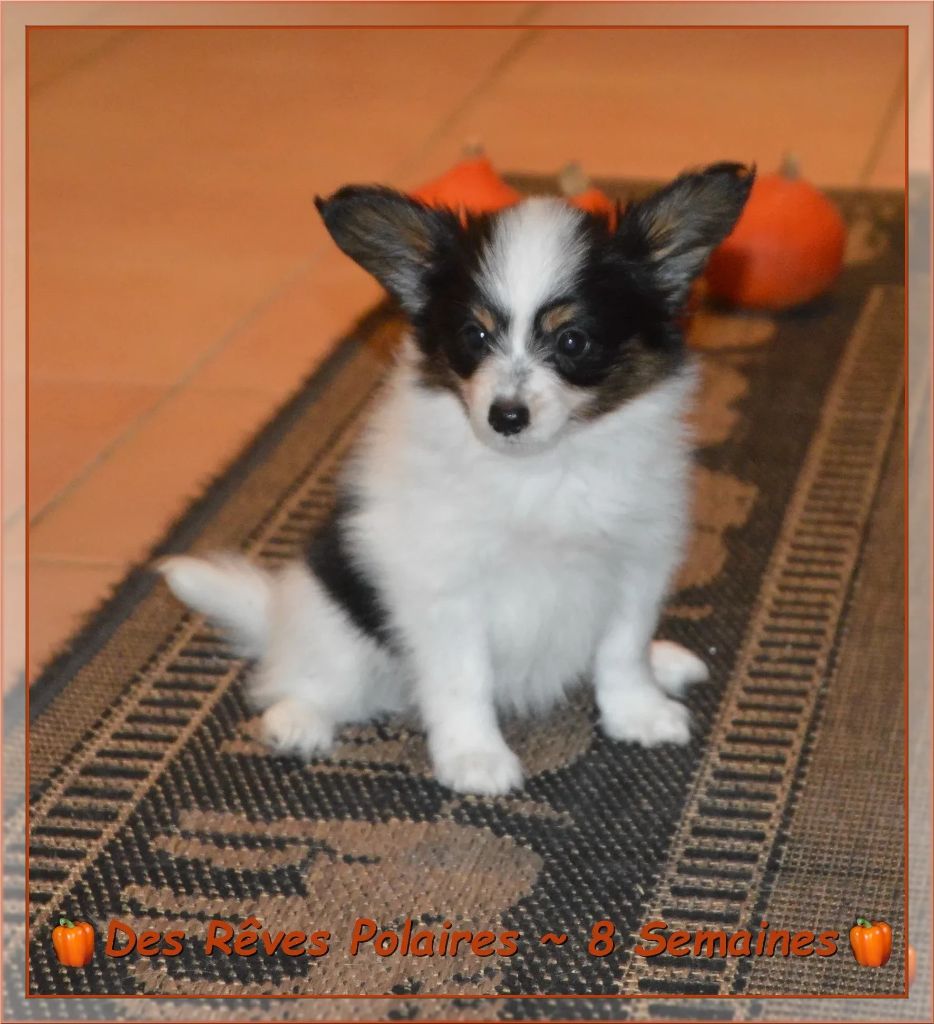 Artic des Rêves Polaires