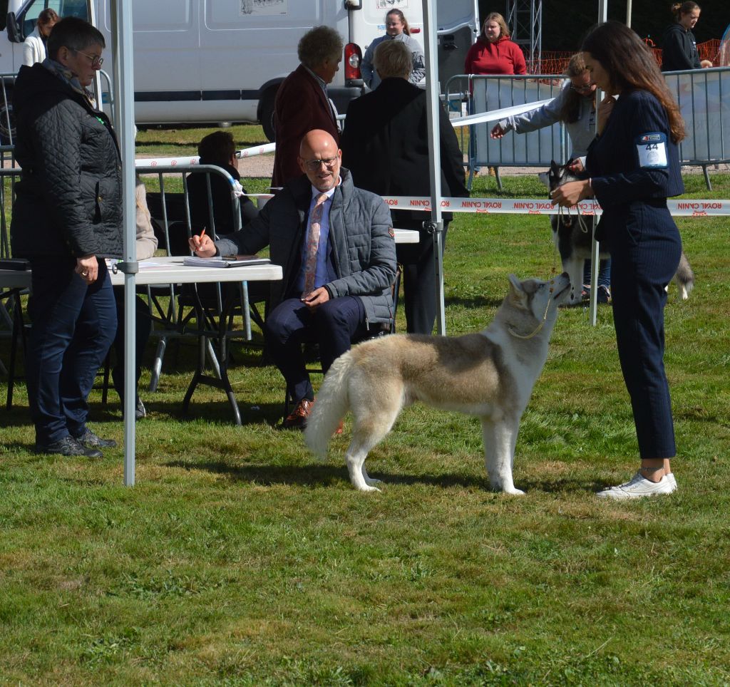 Run with the pack dit romeo Dream Of Ice - Recommandé