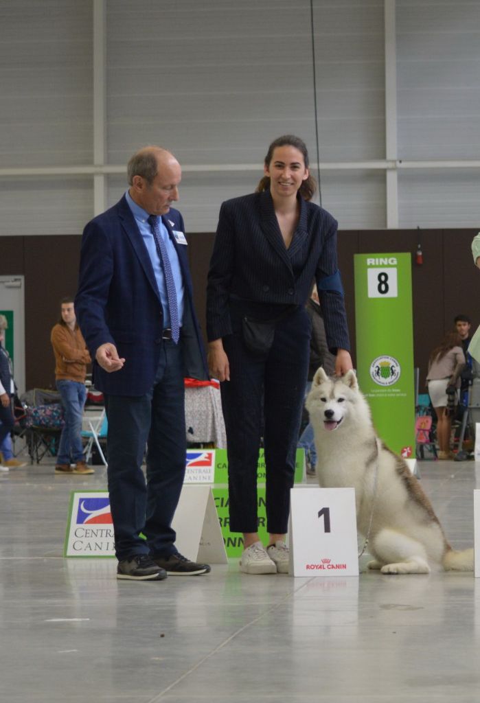 CH. Rocky de l'écume des cimes blanches - 1er Excellent - RCACS - RCACIB