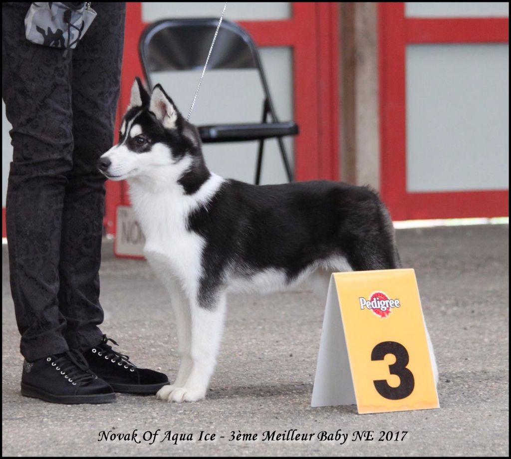 Novak of aqua ice - 3ème Meilleur Baby Mâle