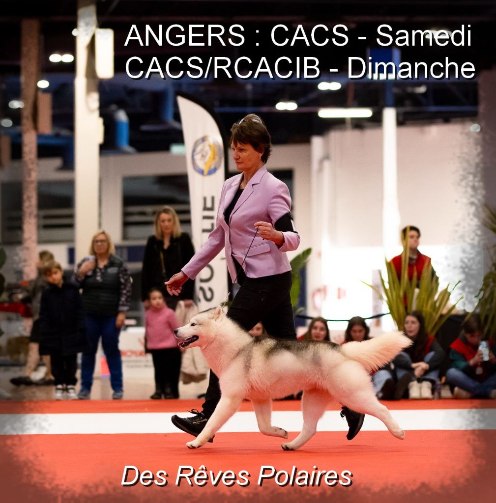 CH. Rocky de l'écume des cimes blanches - CACS - Meilleur de Race