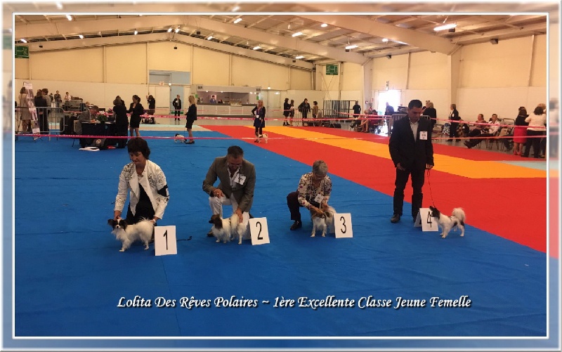 CH. Lolita des rèves polaires - 1ère Excellente - Championne de France Jeune
