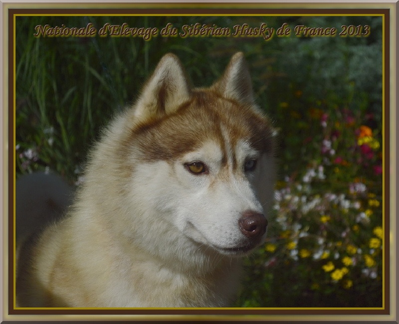 Fearjess des reves de neige - Recommandé 1er choix/ concourant pour le CACS